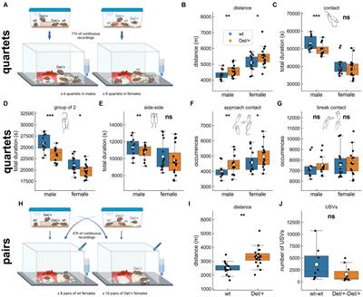 Day-to-day spontaneous social behaviours is quantitatively and qualitatively affected in a 16p11.2 deletion mouse model